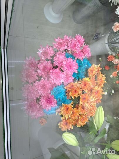 Хризантема кустовая