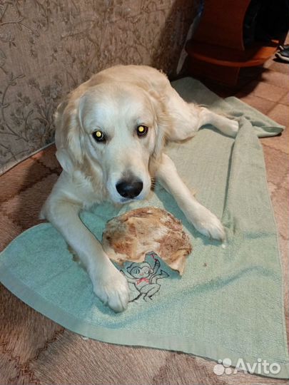 Золотистый ретривер вязка