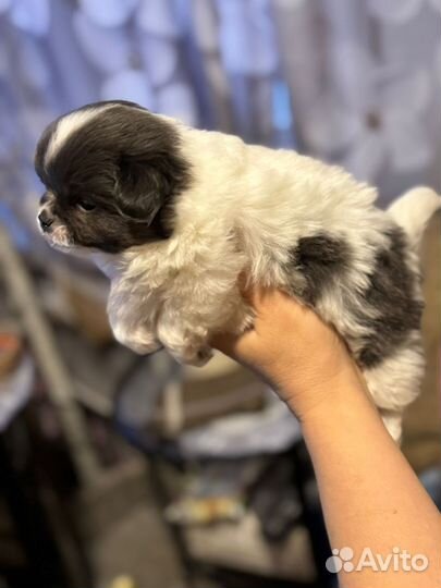 Щенки чихуахуа