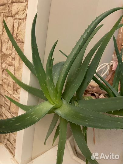 Алоэ вера лечебный 6 лет основному растению