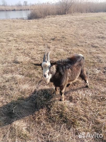 Козел на случку