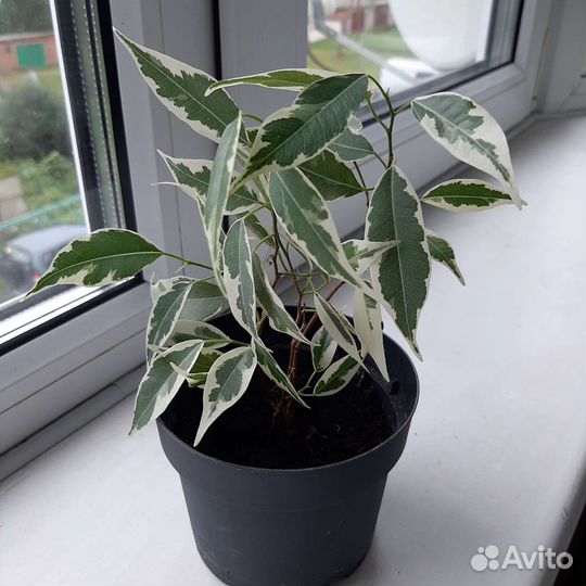 Фикусы бенджамина