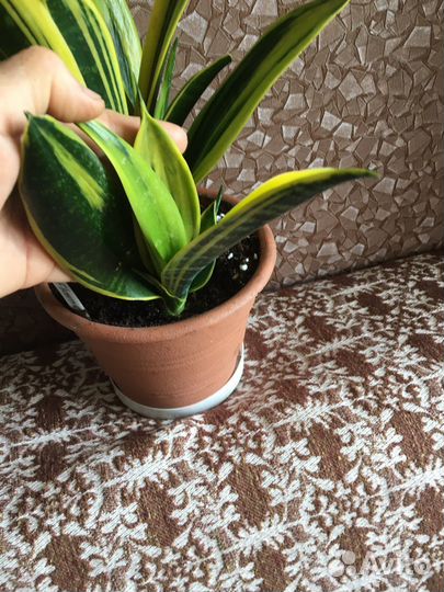 Сансевиерия коллекционная Голд флэйм