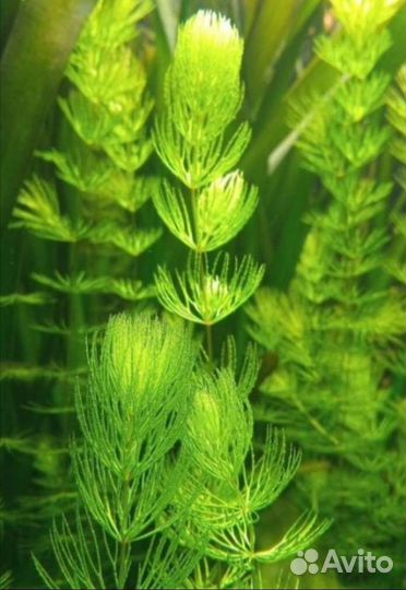 Роголистник