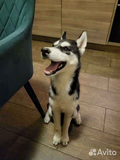 Сибирский хаски, девочка