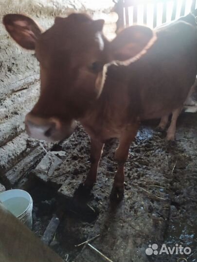 Коровы и телята