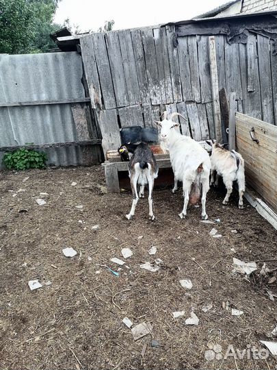 Козы, козёл на племя