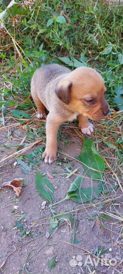 В добрые руки щенки