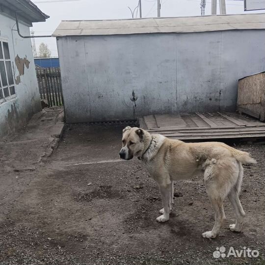 Собака Сао алабай
