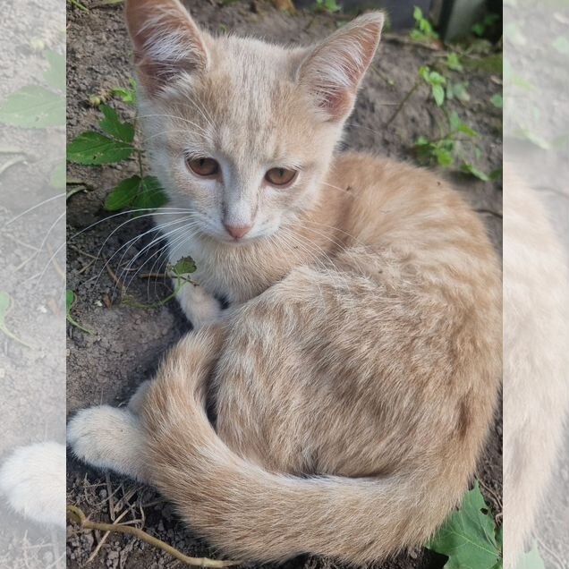 Котёнок в добрые руки