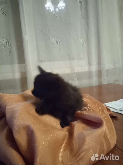 Котëнок девочка. Ласковая, игривая