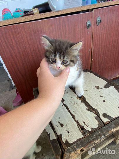 Кошка