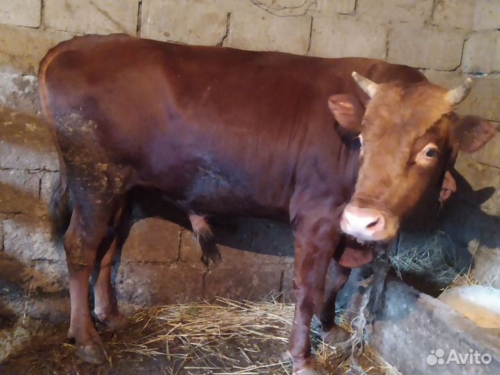 Продажа быков