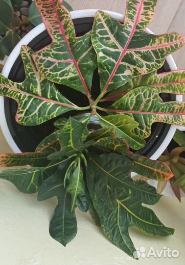 Кротон / Кодиеум Яркий расписной