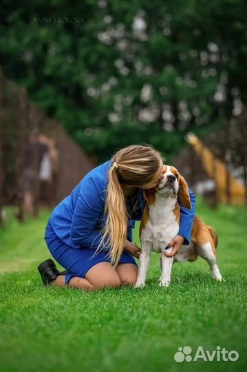 Хендлер. Подготовка собак к выставкам