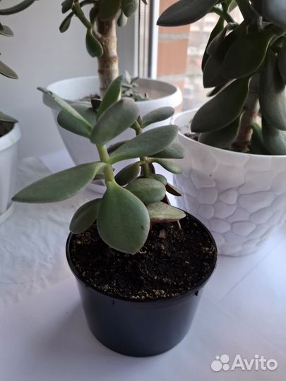 Денежное дерево толстянка