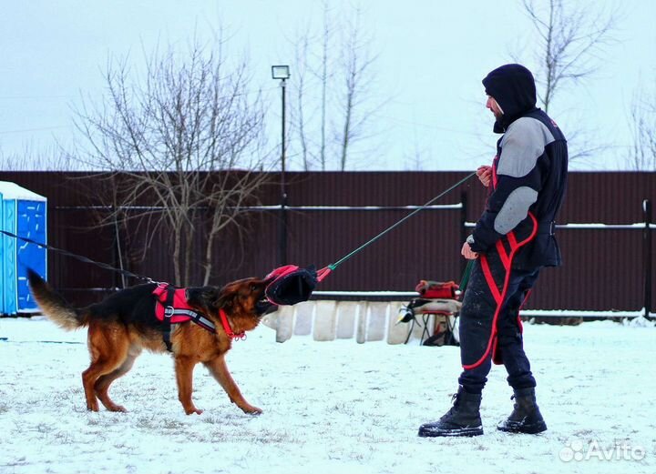 Кинолог. Инструктор по дрессировке. Фигурант