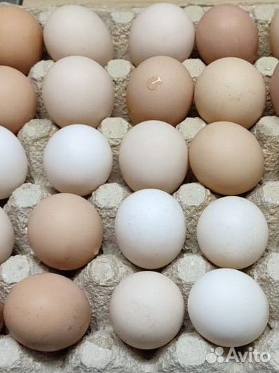 Инкубационное яйцо разных пород кур