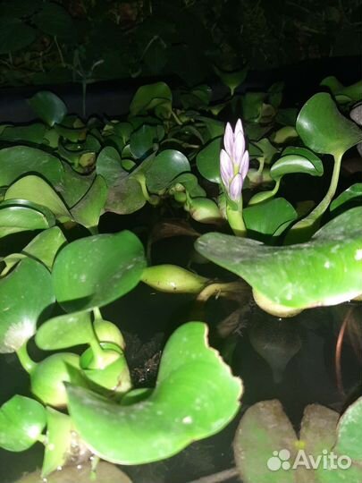 Эйхорния водный гиацинт