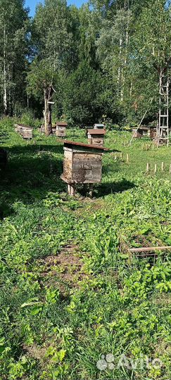 Мед разнотравие с гречкой