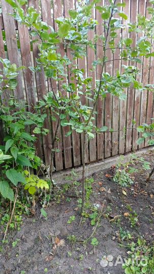 Саженцы яблони