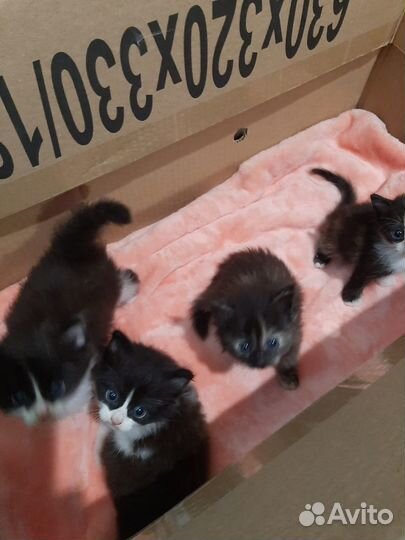 Отдам котят в добрые руки