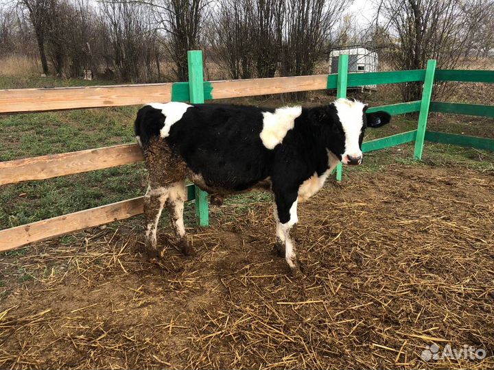 Бычки и телочка