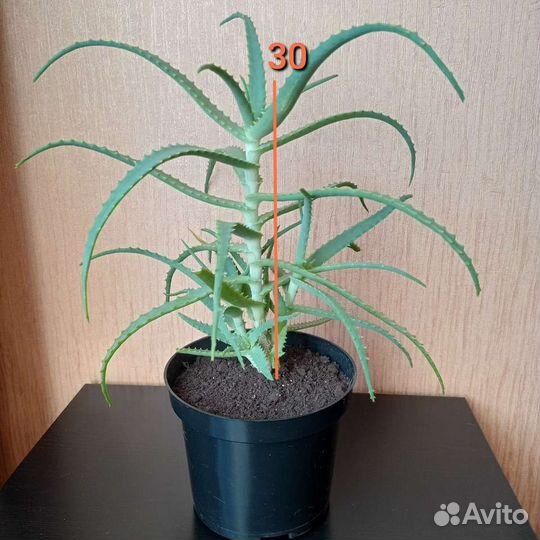 Алоэ, столетник