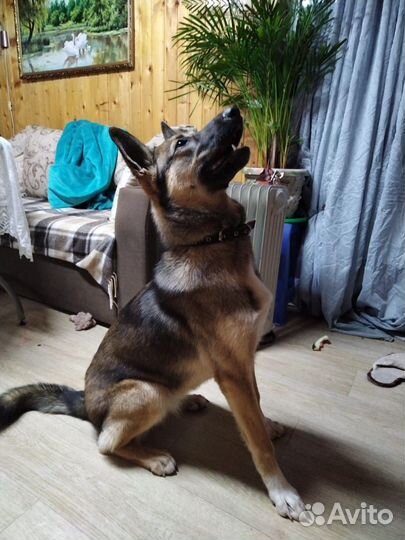 Собака. Девочка. Найда. Сторож