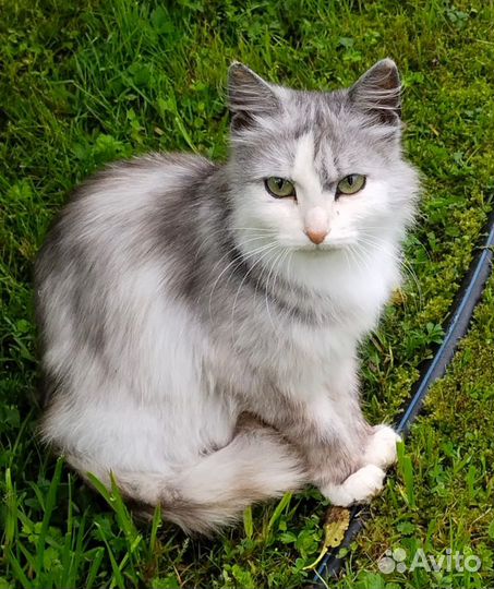 Спасите Пушу