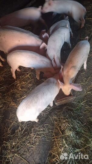 Свиньи поросята