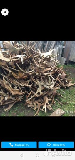 Сkuпка рога лося косули оленя и тд