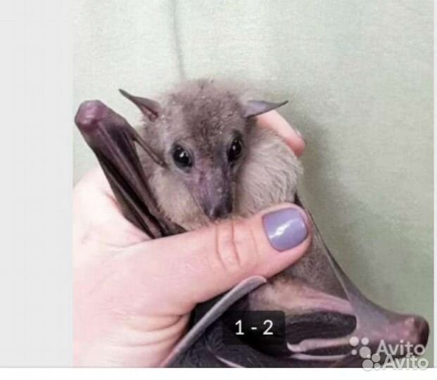 Нильский крылан