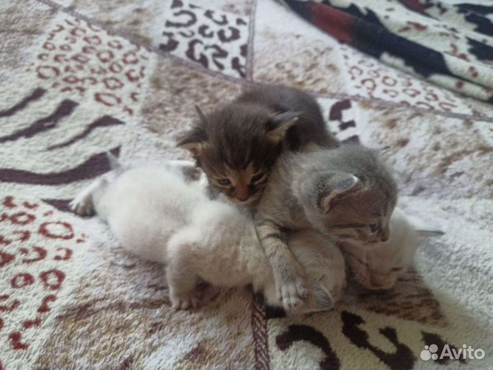 Котёнок в добрые руки бесплатно