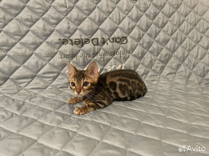 Бенгальская котята москва