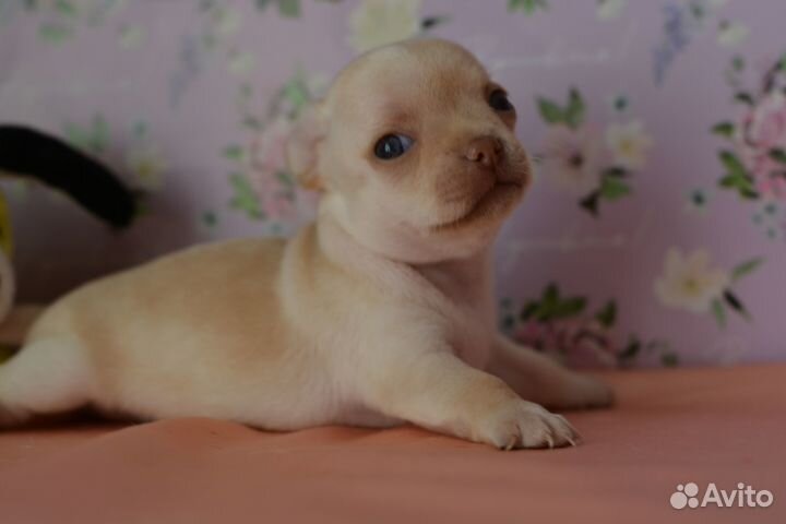 Шикарные малыши