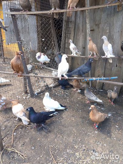 Голуби разных пород