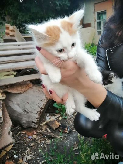 Котята в добрые ручки