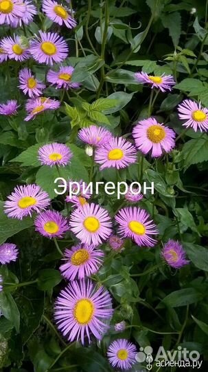 Горянка, лапчатка,герань