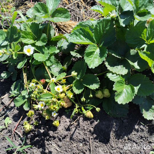 Саженцы клубники более 60 ти сортов