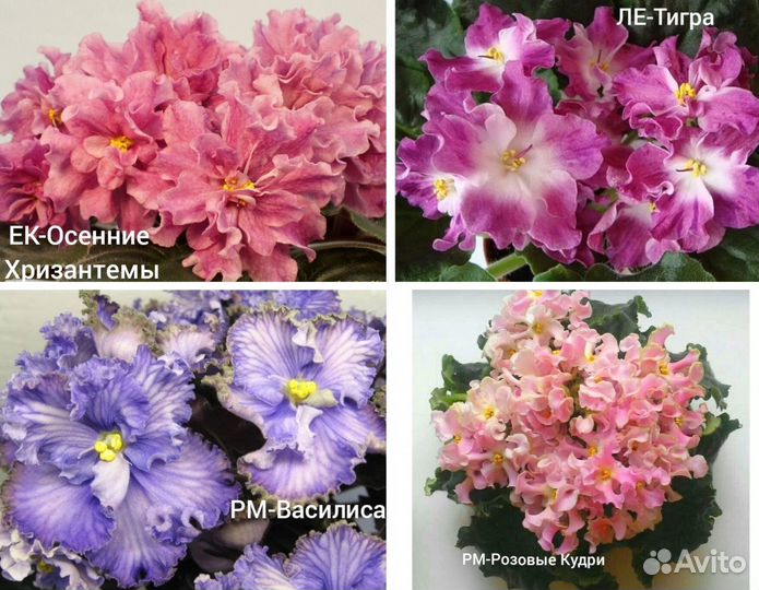 Фиалки детки
