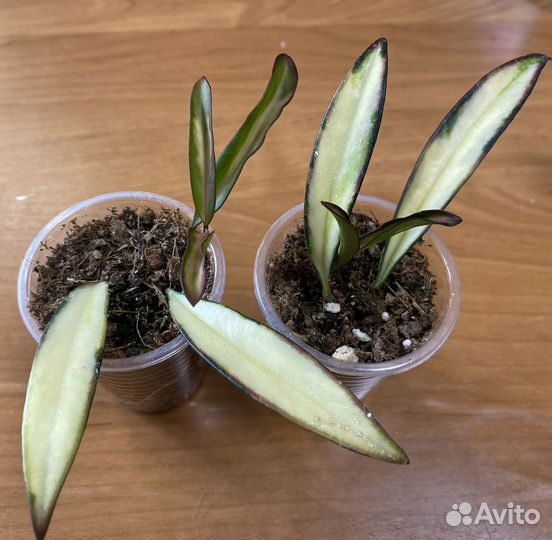 Хойи