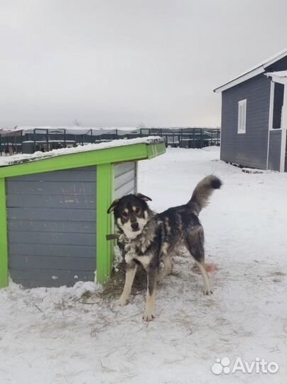 Собака метис маламут
