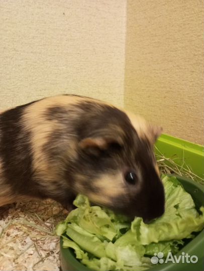 Морская свинка с клеткой