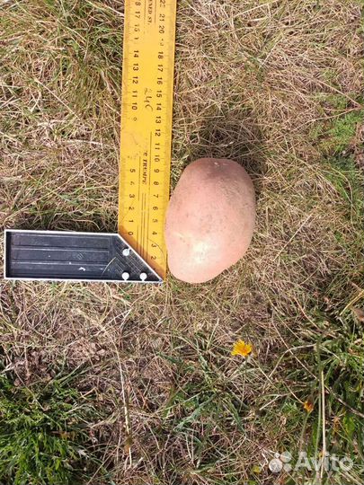 Продам картофель оптом