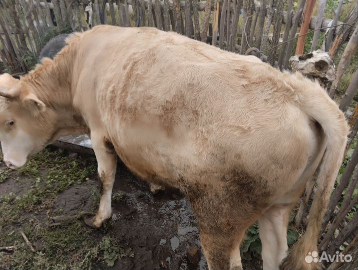 Быки большой торг