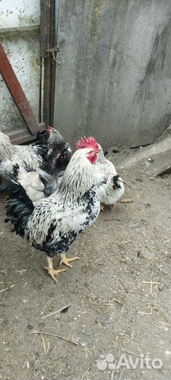 Петухи на племя Доминант