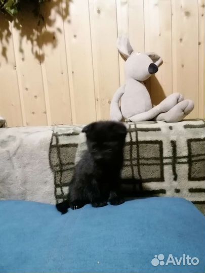 Котята от Шотландской вислоухой кошки Бесплатно