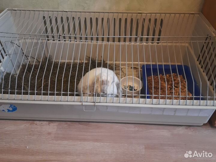Кролик с клеткой