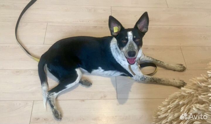 Собака-компаньон Найда